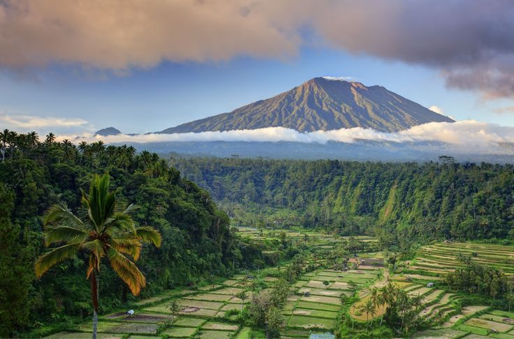 Paisaje de montaña con terrazas de arroz y palmeras, Bali.
