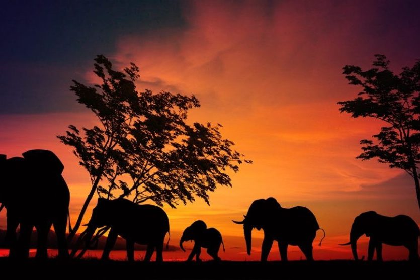 Atardecer con elefantes andando y árboles