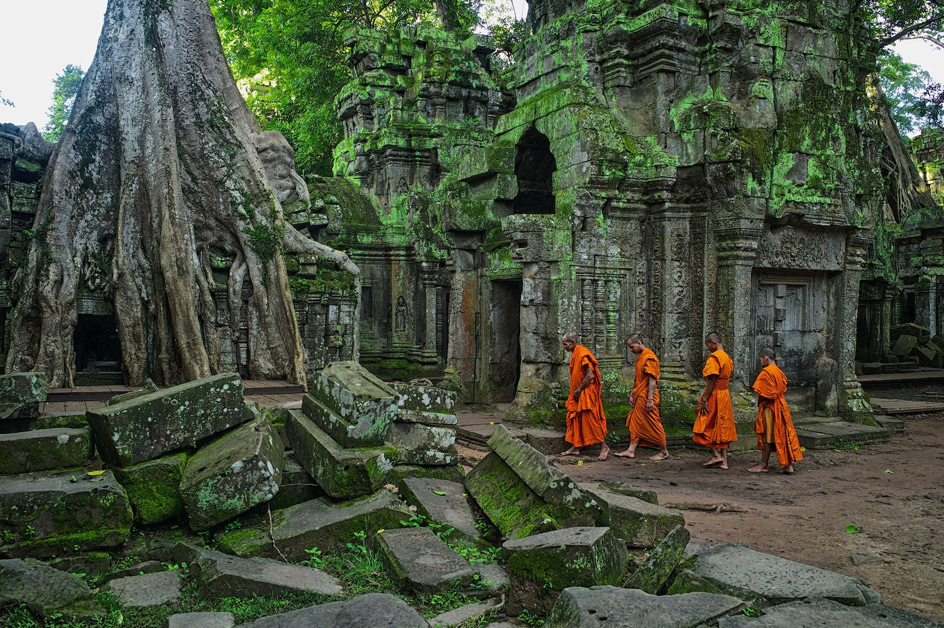 Ruinas de templo antiguo en Siem Reap, Camboya, con árboles creciendo entre las piedras y monjes budistas vestidos de naranja caminando.